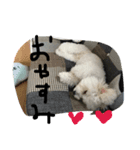 ビションフリーゼのぶっくん2（個別スタンプ：11）