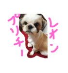 シーズー2（個別スタンプ：5）