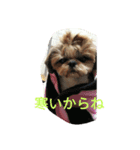 シーズー2（個別スタンプ：7）
