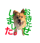 ペスの日常。3日目。（個別スタンプ：5）