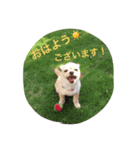 わたちゃん挨拶（個別スタンプ：1）