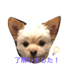 わたちゃん挨拶（個別スタンプ：2）