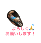 わたちゃん挨拶（個別スタンプ：5）