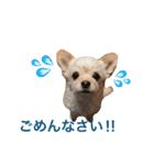 わたちゃん挨拶（個別スタンプ：6）