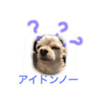 わたちゃん挨拶（個別スタンプ：7）