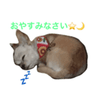 わたちゃん挨拶（個別スタンプ：8）