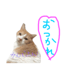 すーさんスタンプ2（個別スタンプ：4）