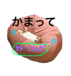 すーさんスタンプ2（個別スタンプ：11）