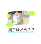 すーさんスタンプ2（個別スタンプ：16）