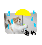 すーさんスタンプ2（個別スタンプ：20）