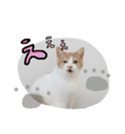 すーさんスタンプ2（個別スタンプ：29）