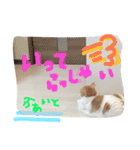 すーさんスタンプ2（個別スタンプ：34）