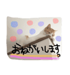 すーさんスタンプ2（個別スタンプ：35）