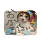 すーさんスタンプ2（個別スタンプ：38）