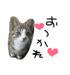 猫めろん（個別スタンプ：1）