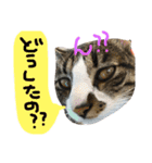 猫めろん（個別スタンプ：2）