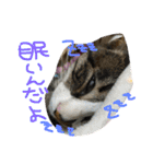 猫めろん（個別スタンプ：3）