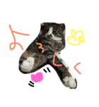 猫めろん（個別スタンプ：4）