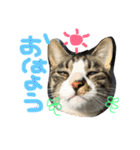 猫めろん（個別スタンプ：5）