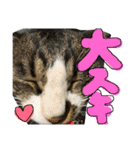 猫めろん（個別スタンプ：6）