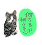 猫めろん（個別スタンプ：7）