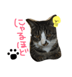 猫めろん（個別スタンプ：8）