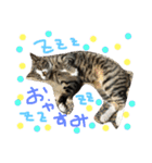 猫めろん（個別スタンプ：9）