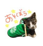 猫めろん（個別スタンプ：10）