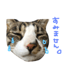 猫めろん（個別スタンプ：11）