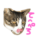 猫めろん（個別スタンプ：12）