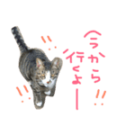 猫めろん（個別スタンプ：14）