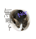 猫めろん（個別スタンプ：16）