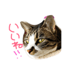 猫めろん（個別スタンプ：17）