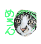 猫めろん（個別スタンプ：20）