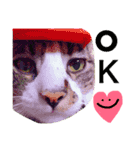 猫めろん（個別スタンプ：21）