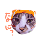 猫めろん（個別スタンプ：22）