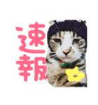 猫めろん（個別スタンプ：23）