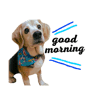 愛犬「ロミオ爺さん」（個別スタンプ：1）