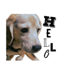 愛犬「ロミオ爺さん」（個別スタンプ：2）