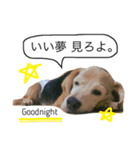 愛犬「ロミオ爺さん」（個別スタンプ：3）