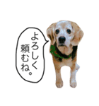 愛犬「ロミオ爺さん」（個別スタンプ：4）