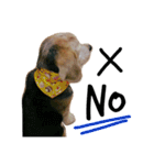 愛犬「ロミオ爺さん」（個別スタンプ：6）