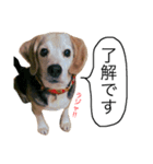 愛犬「ロミオ爺さん」（個別スタンプ：7）
