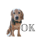 愛犬「ロミオ爺さん」（個別スタンプ：8）