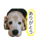 愛犬「ロミオ爺さん」（個別スタンプ：9）
