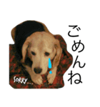愛犬「ロミオ爺さん」（個別スタンプ：10）