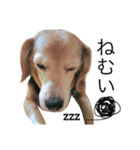 愛犬「ロミオ爺さん」（個別スタンプ：11）