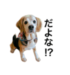 愛犬「ロミオ爺さん」（個別スタンプ：13）