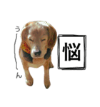 愛犬「ロミオ爺さん」（個別スタンプ：14）