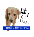 愛犬「ロミオ爺さん」（個別スタンプ：15）